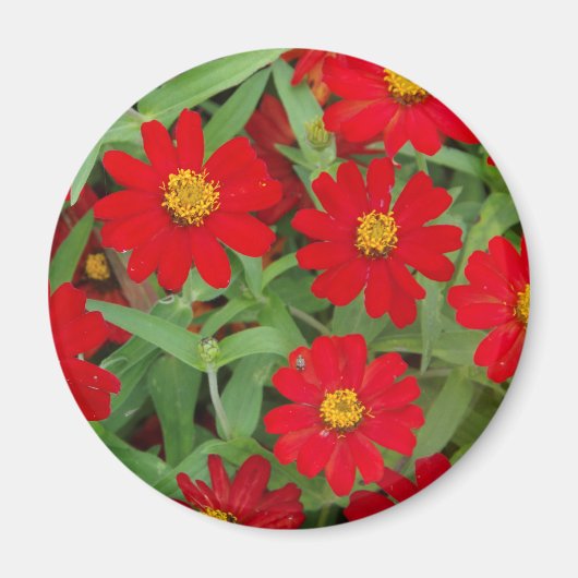 Fleurs rouges avec aimant Centres Jaunes (Devant)
