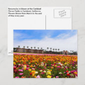 Fleurs sauvages de cartes postales à Carlsbad (Devant / Derrière)