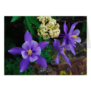 Fleurs sauvages de colombine mutante