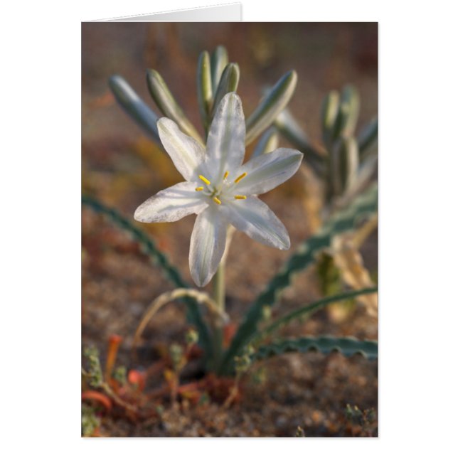 Fleurs sauvages de lys du désert (Devant)