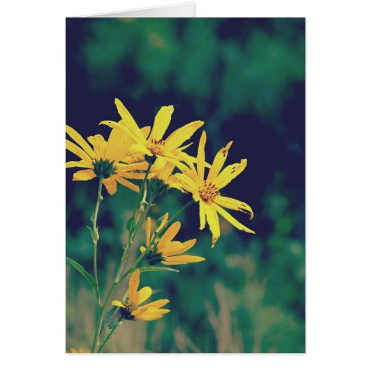 Fleurs sauvages d'été (Devant)