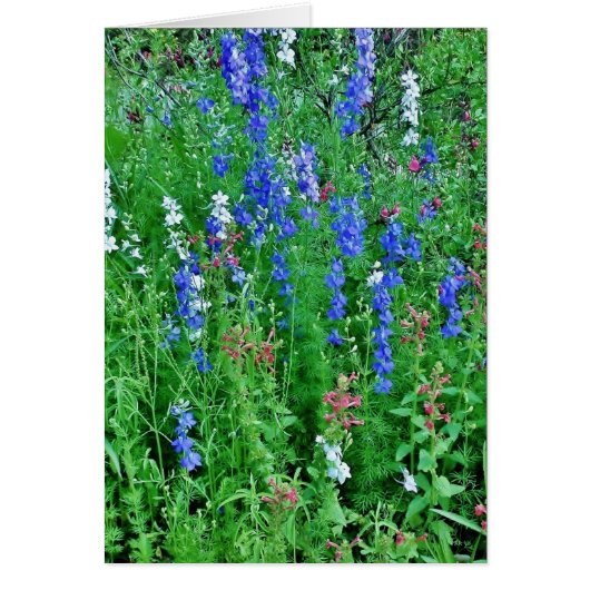 Fleurs sauvages du Texas (Devant)