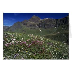 Fleurs sauvages, en fleurs, Alpes, Suisse