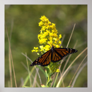 Fleurs sauvages jaunes avec affiche papillon