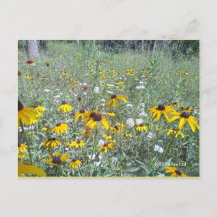 Fleurs sauvages Sur Les Prairies - Carte Postale