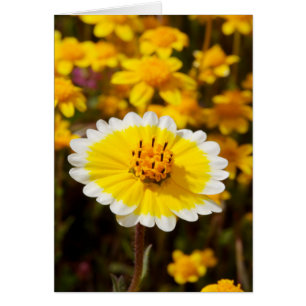 Fleurs sauvages Tidy Tip