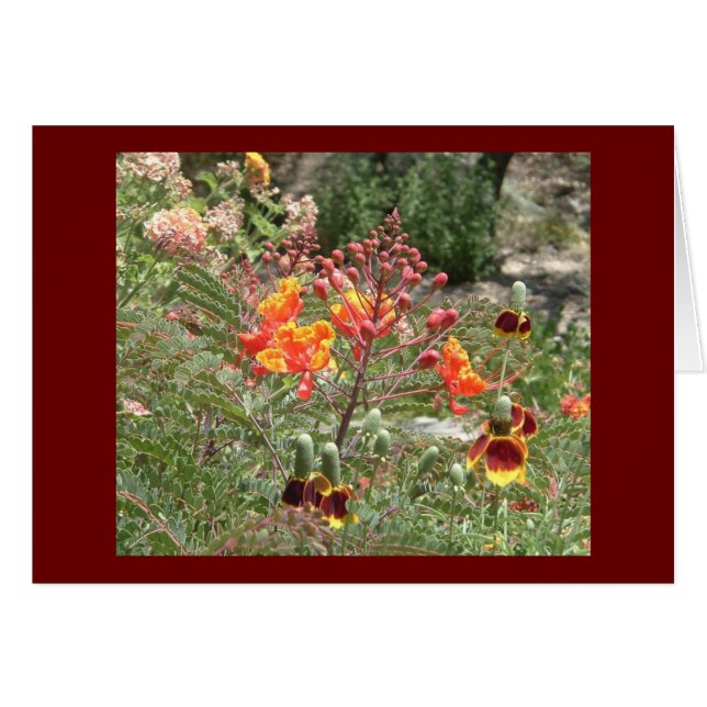 Fleurs sud-ouest du désert (Devant horizontal)