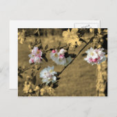 Fleurs sur la carte postale de fleur de sépia (Devant / Derrière)