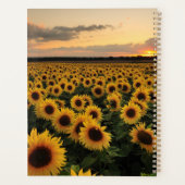 Fleurs | Terrain de tournesol (Dos)