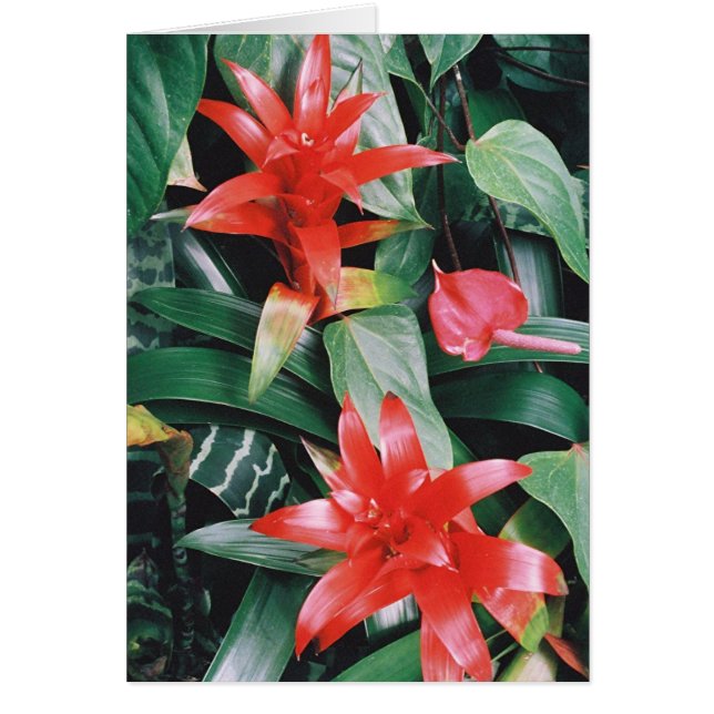 Fleurs tropicales de Spikey rouge (Devant)
