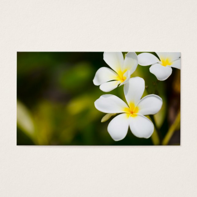 Fleurs tropicales frangipaniennes blanches (Devant)