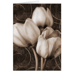 Fleurs Tulip Blanches Sepia Fleur Arrière - plan n