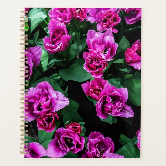 Fleurs tulipes roses (Devant)