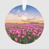 Fleurs | Tulips Holland Sud, Pays-Bas (devant)