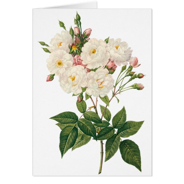 Fleurs vintages Flore Blush Noisette Rose Redoute (Devant)