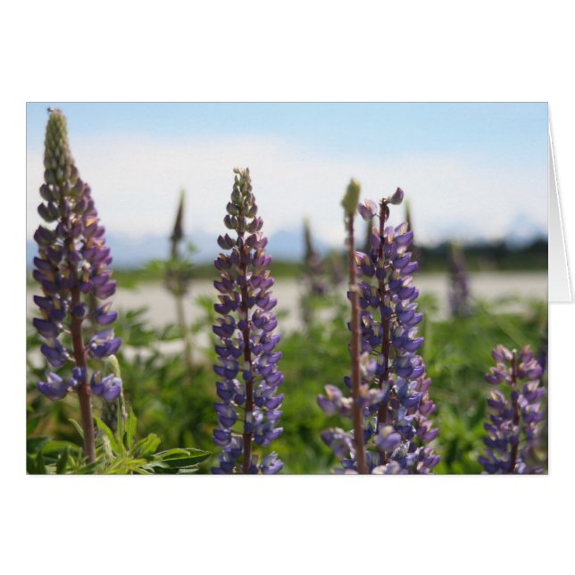 fleurs violettes (Devant horizontal)