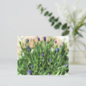 Fleurs violettes - Carte postale (Debout devant)