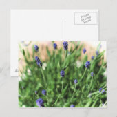 Fleurs violettes - Carte postale (Devant / Derrière)
