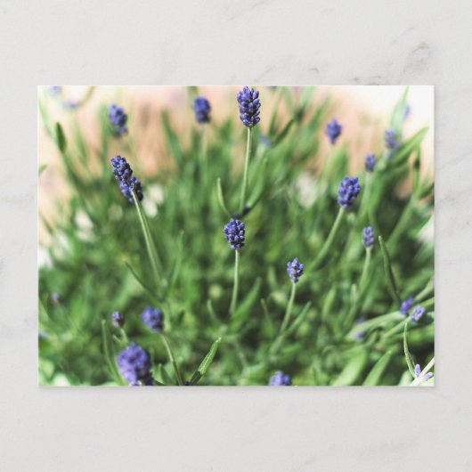 Fleurs violettes - Carte postale (Devant)