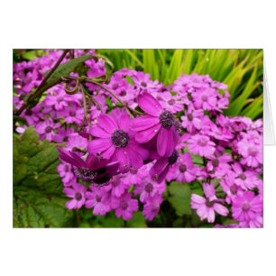 Fleurs violettes de San Francisco