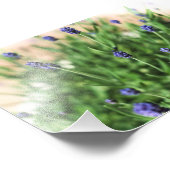 Fleurs violettes - Impression photo (Coin)