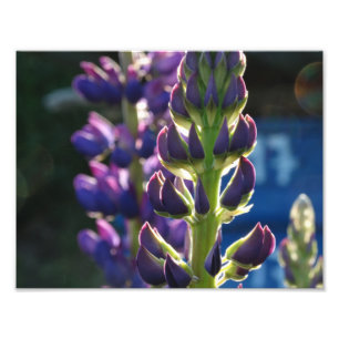 Fleurs violettes Impression photo de printemps