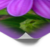 Fleurs violettes Imprimer Bleu Faisceaux Poster d' (Coin)