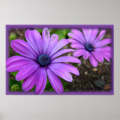 Fleurs violettes Imprimer Bleu Faisceaux Poster d' (Devant)