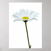 Fleurs violettes Imprimer Classic Daisies Poster I (Devant)
