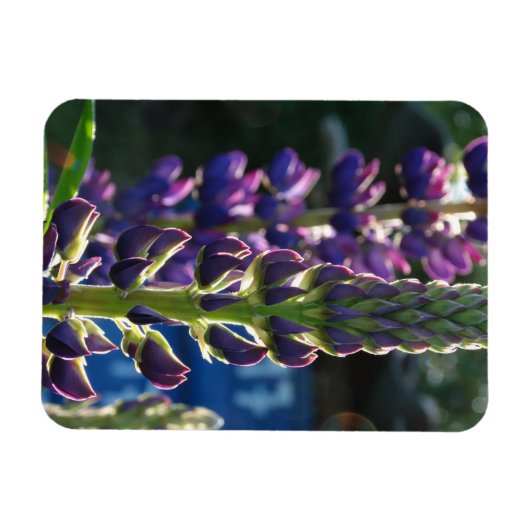 Fleurs violettes Magnet photo (Horizontal)