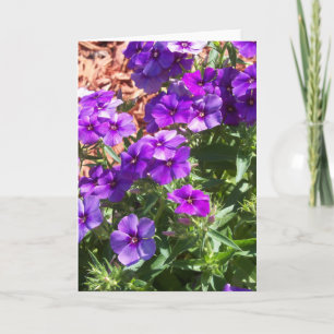 Fleurs violettes Phlox sur une carte de voeux vier