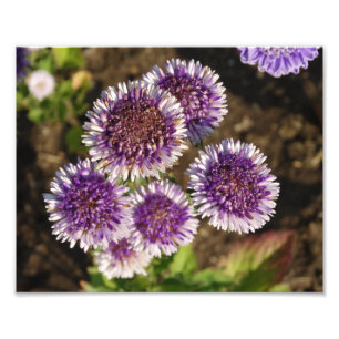 Fleurs violettes Photo Kodak