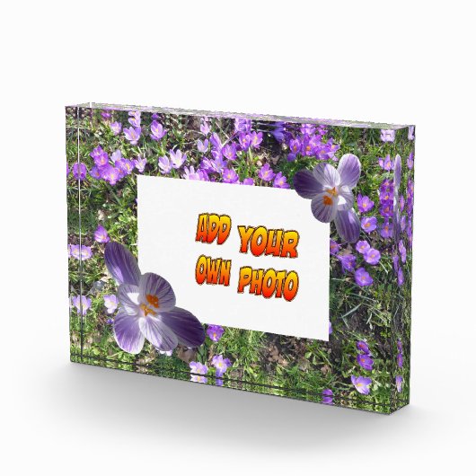 Fleurs violettes rayées Crocus Cust. Bloc photo (Droite)