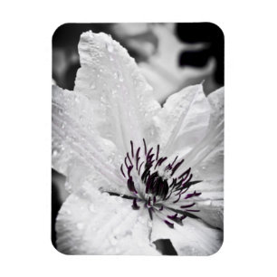 Flexibel magneet - White Clematis Flower