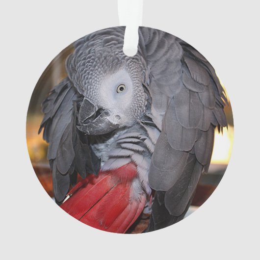 Flexibele Congo-Afrikaanse grijze papegaai met rod Ornament (achterkant)