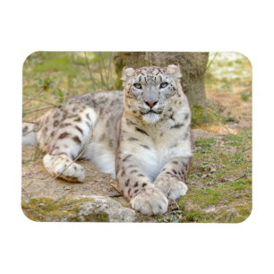 Flexibele fotokattensneeuwblaasjes, dieren. magneet