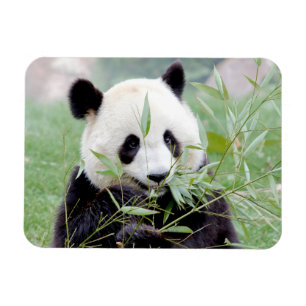 Flexibele magneet Foto reus panda, dieren 0167.