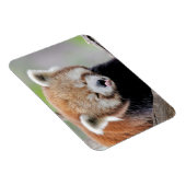 Flexibele magneet Foto: rode panda, dieren 0259. (Rechterzijde)