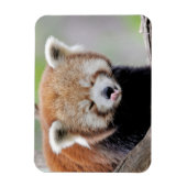 Flexibele magneet Foto: rode panda, dieren 0259. (Verticaal)