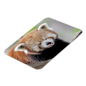 Flexibele magneet Foto: rode panda, dieren 0259. (Linkerzijde)