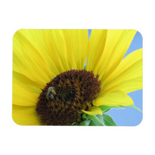 Flexible Abeille De Miel Sur Un Magnet De Tournesol