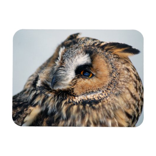 Flexible Aigle Chouette Aigle Premium Magnet (Horizontal)