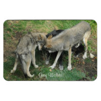 Alpha Homme, Femme Loup Gris & Pup Wildlife Magnet
