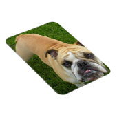 Flexible American Bulldog Premium Magnet (Côté Droit)