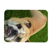 Flexible American Bulldog Premium Magnet (Horizontal)