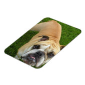 Flexible American Bulldog Premium Magnet (Côté Gauche)