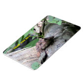 Flexible American Toad Premium Flexi Magnet (Côté Gauche)