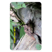 Flexible American Toad Premium Flexi Magnet (Vertical)