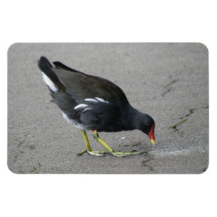 Flexible Amusant Moorhen prendre un bow Premium Magnet