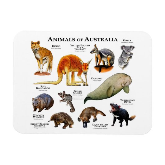 Flexible Animaux du Magnet australien (Horizontal)